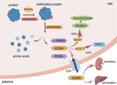 Role of ADMA in the pathogenesis of microvascular complications in type 2 diabetes mellitus